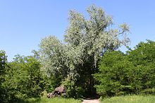 2003 Weiden